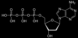 A nukleotidok szerepe dezoxiadenozin trifoszfát (datp) (+ dgtp, dctp, dttp) DNS alkotó adenozin trifoszfát (ATP) (+ GTP, CTP, UTP) RNS alkotó ATP (GTP) energia hordozók bioszintézis
