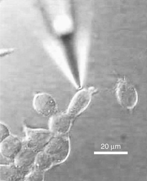 A vezikuláris monoamin transzporter (VMAT) szekunder (H+ kapcsolt) aktív transzport Cytoplasm SERT: szeroteonin transzporter (reuptake): Na + ; Cl - kapcsolt transzport Extracellular fluid