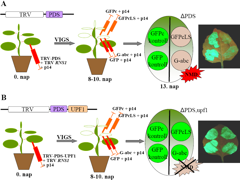 klónoztuk TRV-PDS vektorba. Az így keletkezett klónok tartalmazzák a TRV vírus cdns-t, a PDS egy darabját, valamint az adott UPF gén egy darabját (TRV-P-U1; TRV-P-U2; TRV-P-U3).