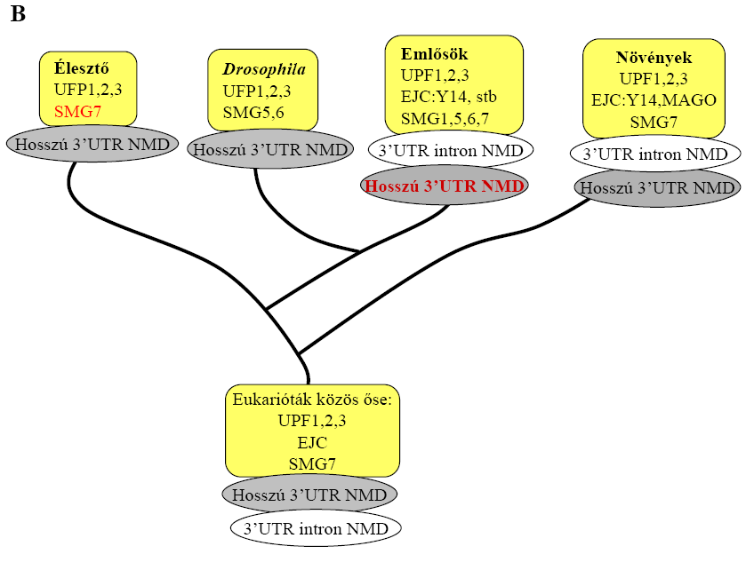 8. rajz, az NMD evolúciós modellje. (A) A korábbi modell szerint az ősi eukarióták egy egyszerűbb, hosszú 3 UTR felismerésén alapuló NMD rendszerrel rendelkeztek, amiben a UPF fehérjék vettek részt.