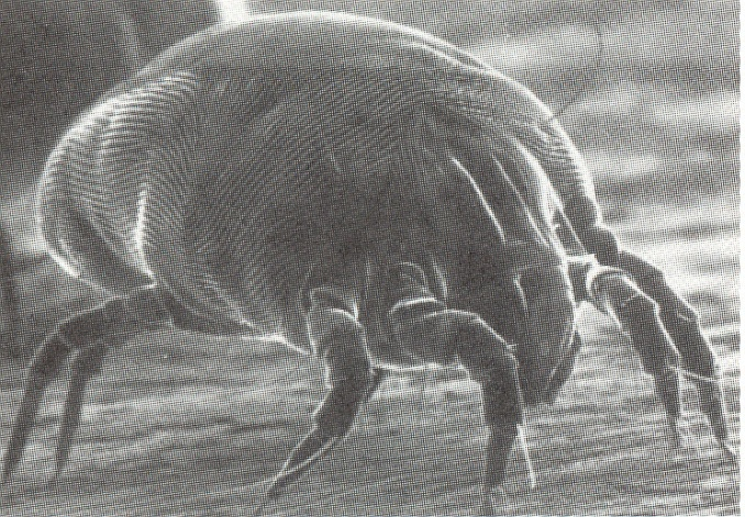 Glycyphagidae Histiostomatidae (=Anoetidae) Pyroglyphidae Sarcoptidae -