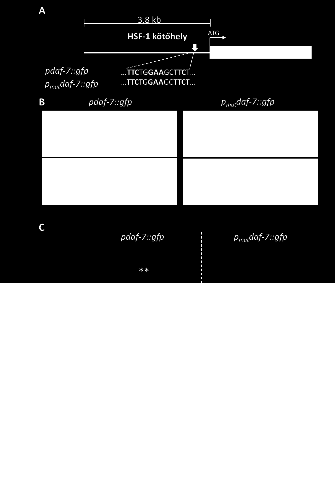 konstrukció mutáns verzióját is (p mut daf-7::gfp), amely abban különbözik a vad pdaf-7::gfp konstrukciótól, hogy 6 bázispár hiányzik a feltételezett HSF-1 kötőhelyből (28 A. ábra). 28.