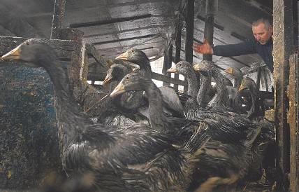 domestica), a pézsmaréce (Cairina moschata var.