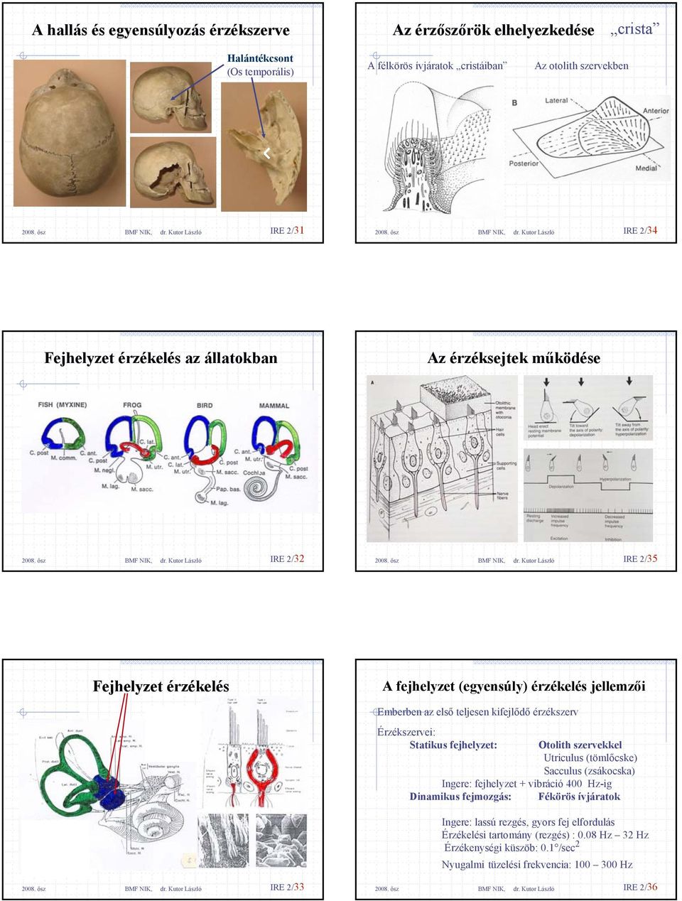 érzékszerv Érzékszervei: Statikus fejhelyzet: Otolith szervekkel Utriculus (tömlőcske) Sacculus (zsákocska) Ingere: fejhelyzet + vibráció 400 Hz-ig Dinamikus fejmozgás: Fékörös