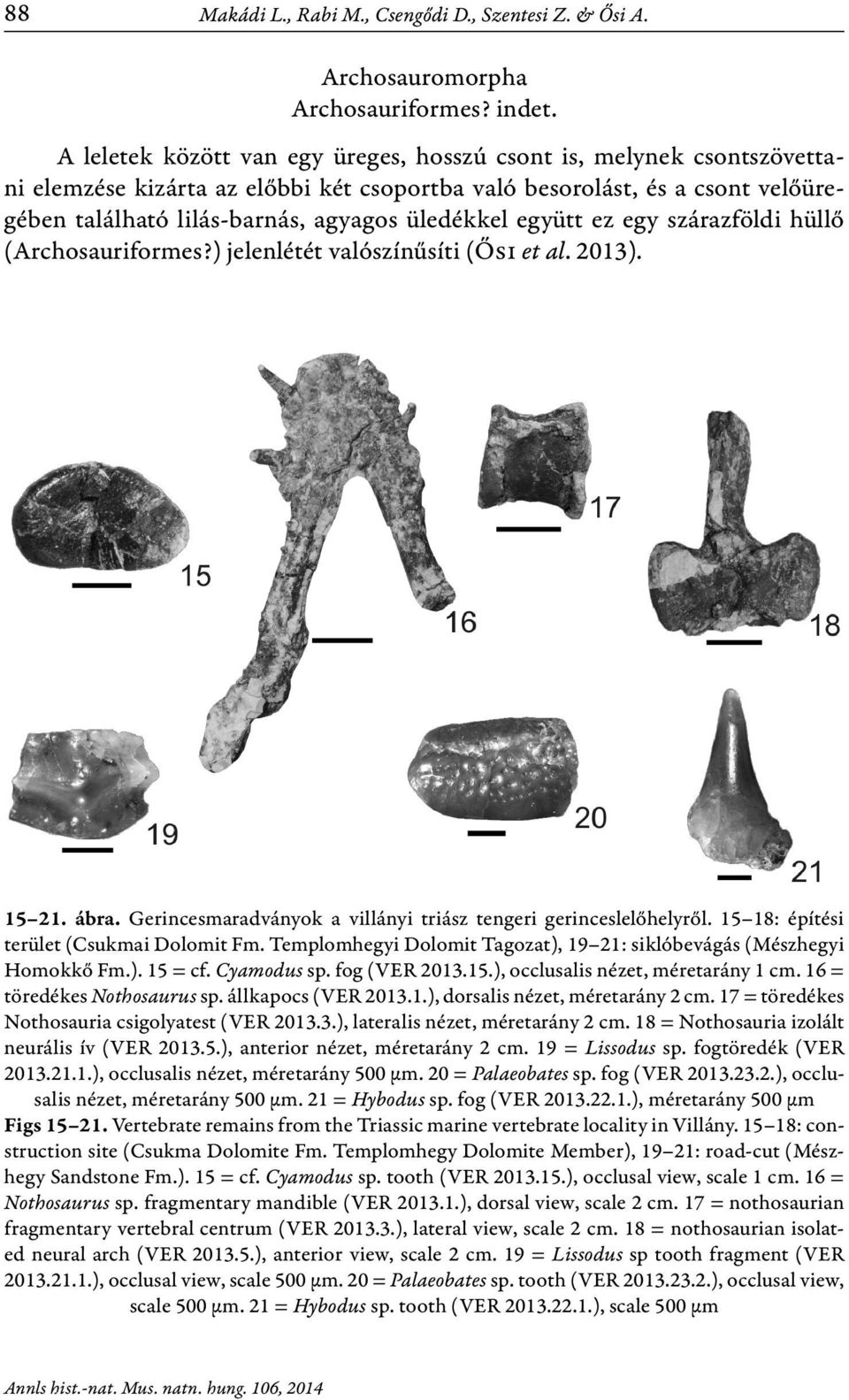 együtt ez egy szárazföldi hüllő (Archosauriformes?) jelenlétét valószínűsíti (Ősi et al. 2013). 15 21. ábra. Gerincesmaradványok a villányi triász tengeri gerinceslelőhelyről.