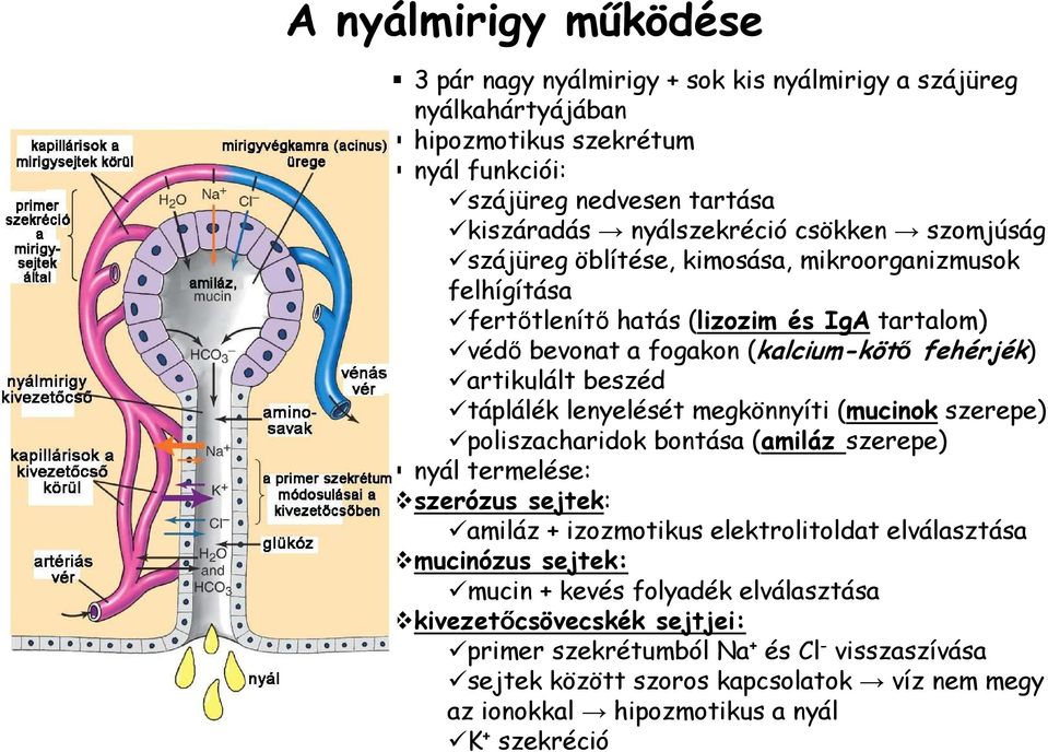 lenyelését megkönnyíti (mucinok szerepe) poliszacharidok bontása (amiláz szerepe) nyál termelése: szerózus sejtek: amiláz + izozmotikus elektrolitoldat elválasztása mucinózus sejtek: mucin +