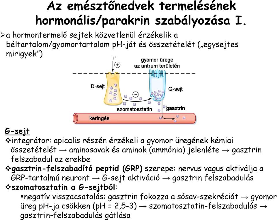 a gyomor üregének kémiai összetételét aminosavak és aminok (ammónia) jelenléte gasztrin felszabadul az erekbe gasztrin-felszabadító peptid (GRP) szerepe: nervus