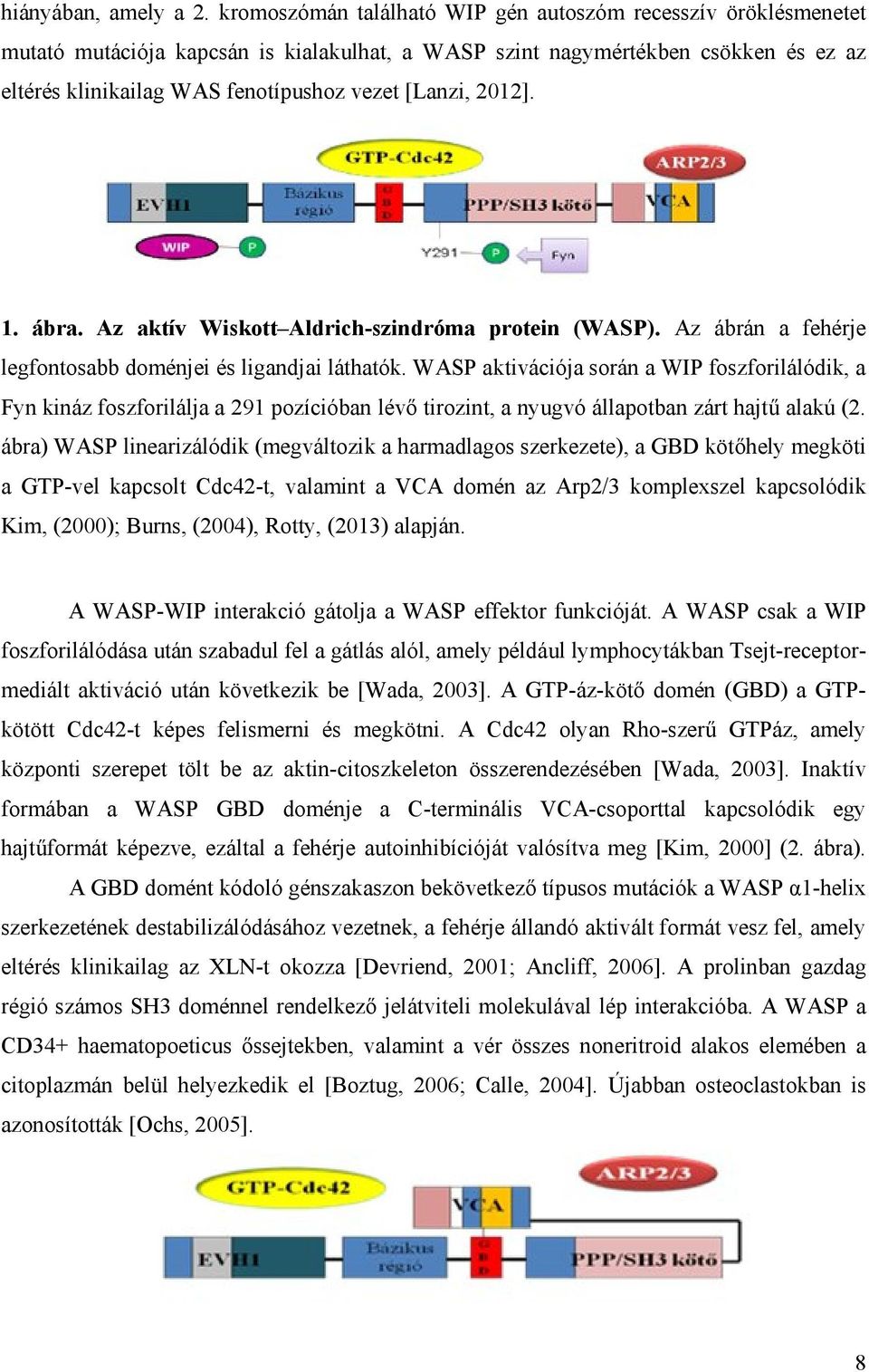 2012]. 1. ábra. Az aktív Wiskott Aldrich-szindróma protein (WASP). Az ábrán a fehérje legfontosabb doménjei és ligandjai láthatók.