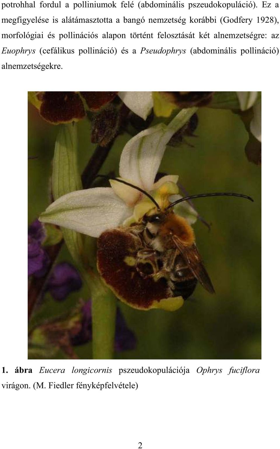 pollinációs alapon történt felosztását két alnemzetségre: az Euophrys (cefálikus pollináció) és a