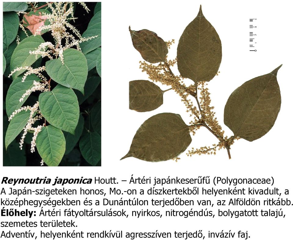 van, az Alföldön ritkább.