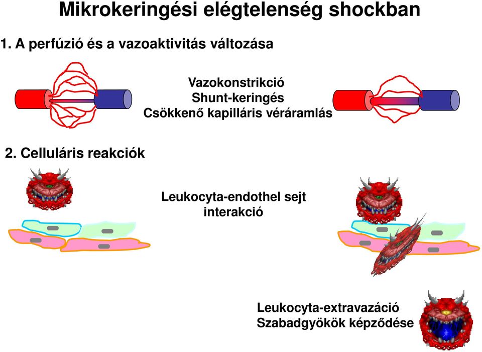 Shunt-keringés Csökkenő kapilláris véráramlás 2.