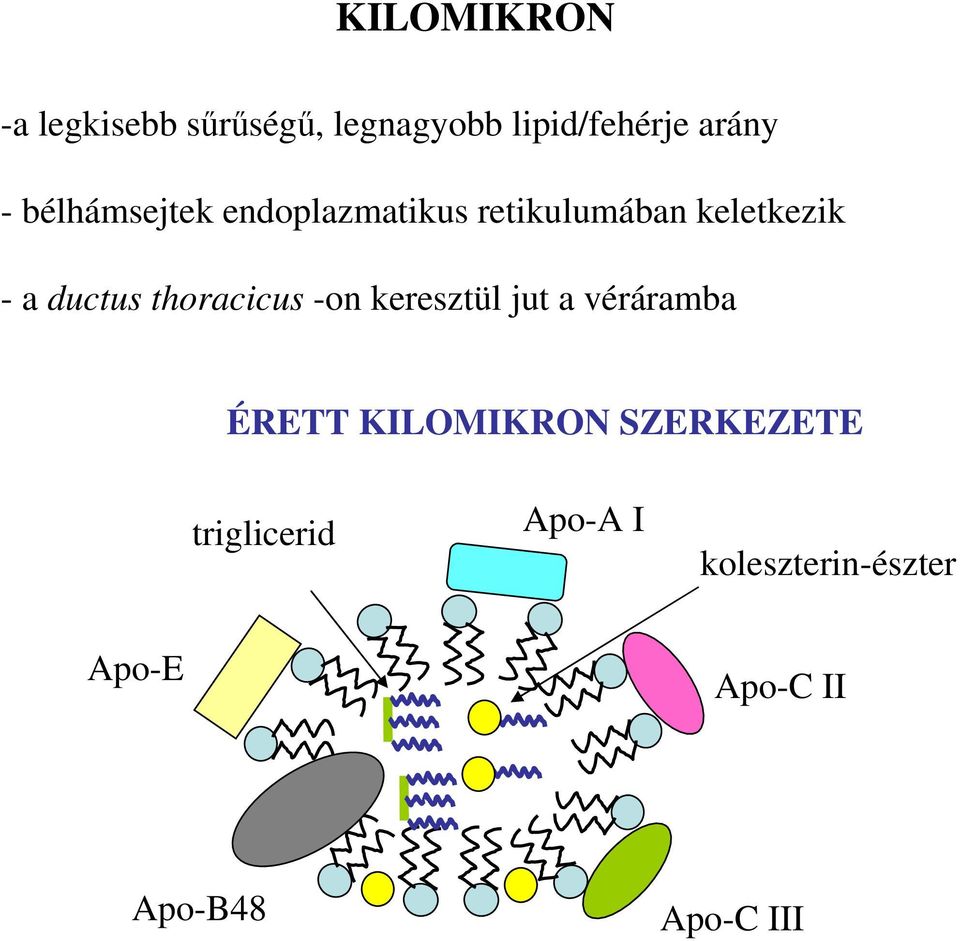 thoracicus -on keresztül jut a véráramba ÉRETT KILMIKRN SZERKEZETE