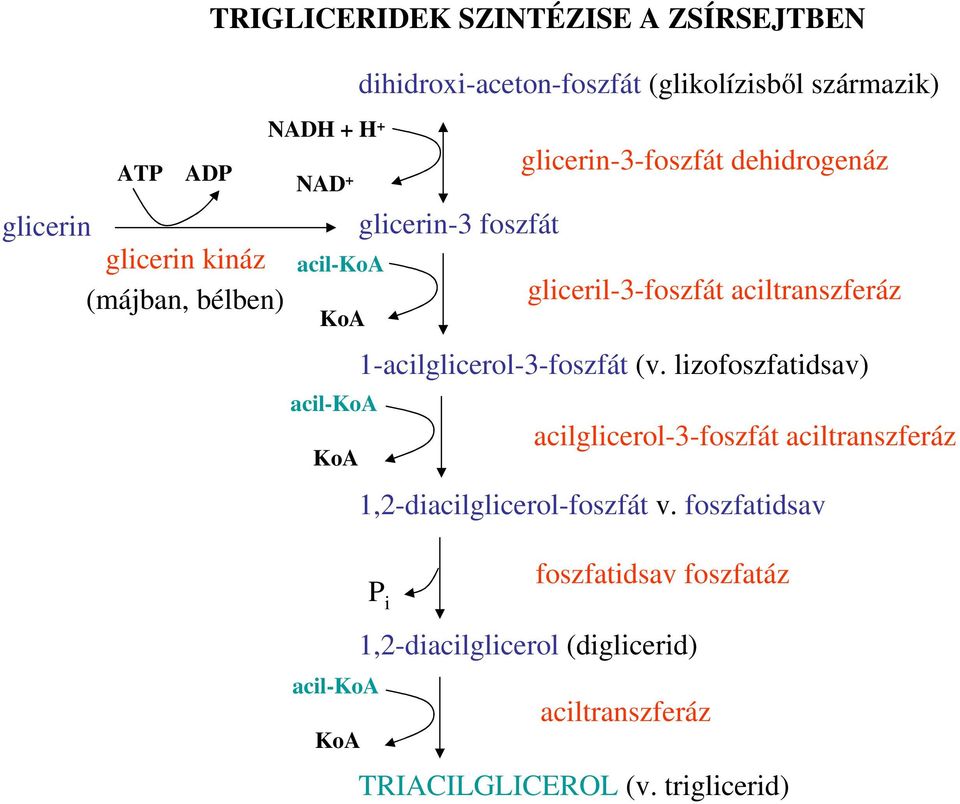 aciltranszferáz 1-acilglicerol-3-foszfát (v.
