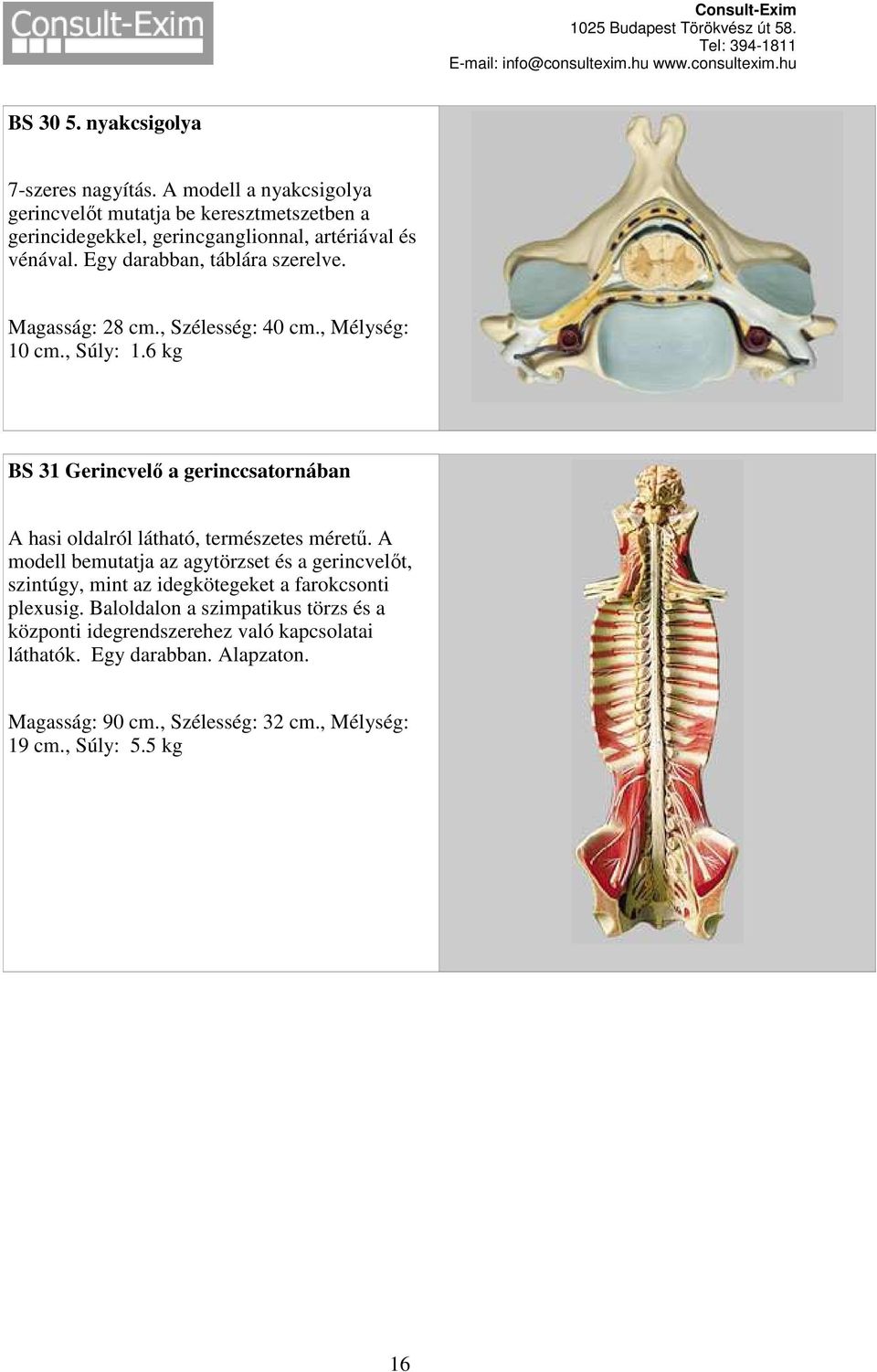 Magasság: 28 cm., Szélesség: 40 cm., Mélység: 10 cm., Súly: 1.6 kg BS 31 Gerincvelő a gerinccsatornában A hasi oldalról látható, természetes méretű.
