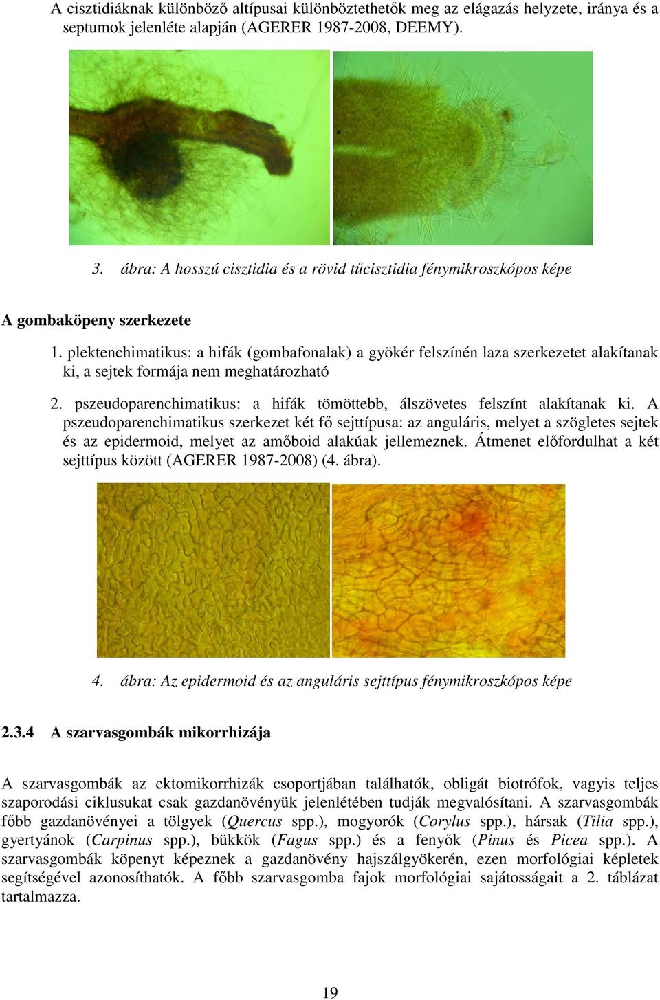 plektenchimatikus: a hifák (gombafonalak) a gyökér felszínén laza szerkezetet alakítanak ki, a sejtek formája nem meghatározható 2.