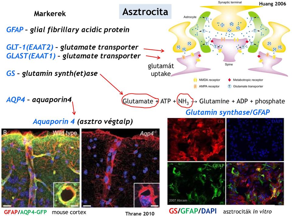 aquaporin4 Glutamate + ATP + NH 3 Glutamine + ADP + phosphate Glutamin synthase/gfap