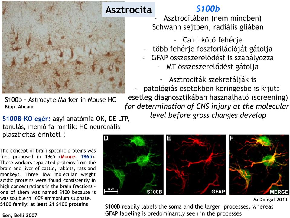 - Asztrociták szekretálják is - patológiás esetekben keringésbe is kijut: esetleg diagnosztikában használható (screening) for determination of CNS injury at the molecular level before gross changes