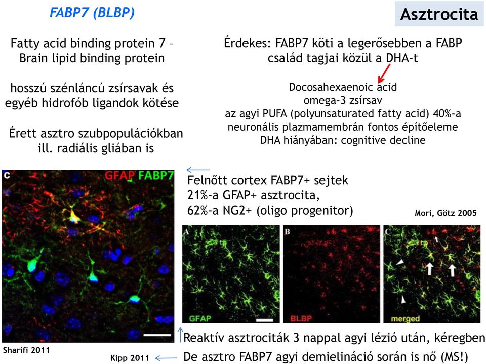 (polyunsaturated fatty acid) 40%-a neuronális plazmamembrán fontos építőeleme DHA hiányában: cognitive decline Felnőtt cortex FABP7+ sejtek 21%-a GFAP+ asztrocita,