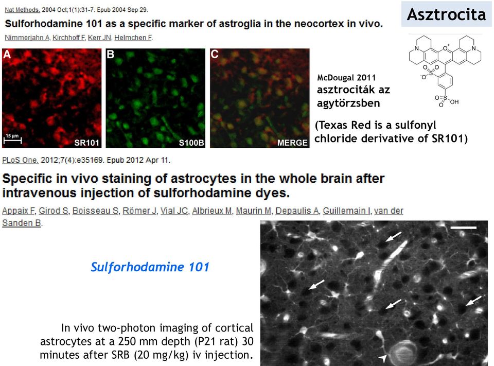 In vivo two-photon imaging of cortical astrocytes at a 250 mm