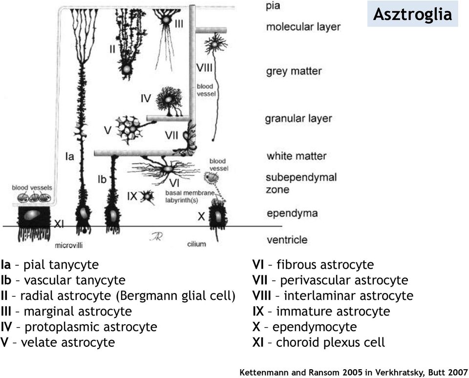 astrocyte VII perivascular astrocyte VIII interlaminar astrocyte IX immature astrocyte