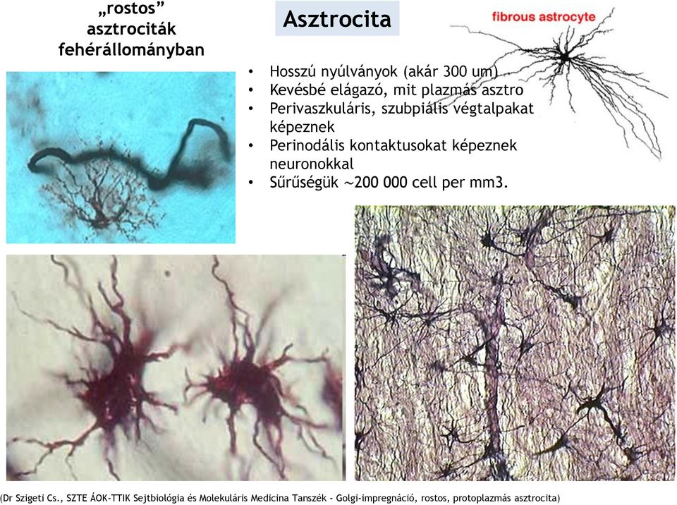 kontaktusokat képeznek neuronokkal Sűrűségük 200 000 cell per mm3. (Dr Szigeti Cs.