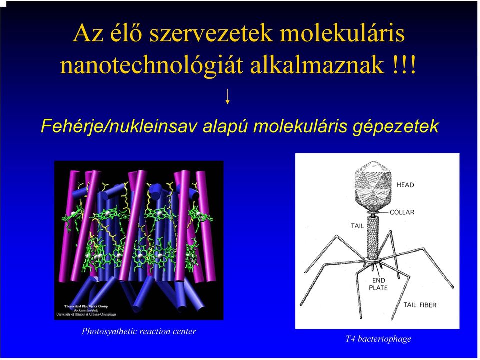 !! Fehérje/nukleinsav alapú molekuláris