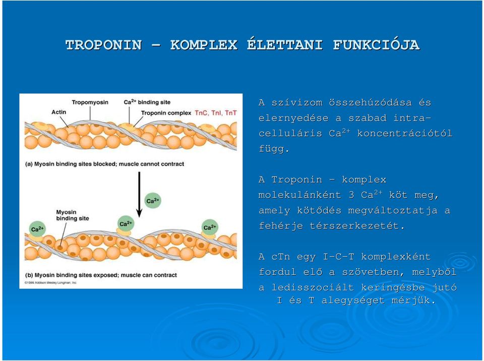 A Troponin komplex molekulánk nként nt 3 Ca 2+ köt t meg, amely kötıdés k s megváltoztatja a fehérje