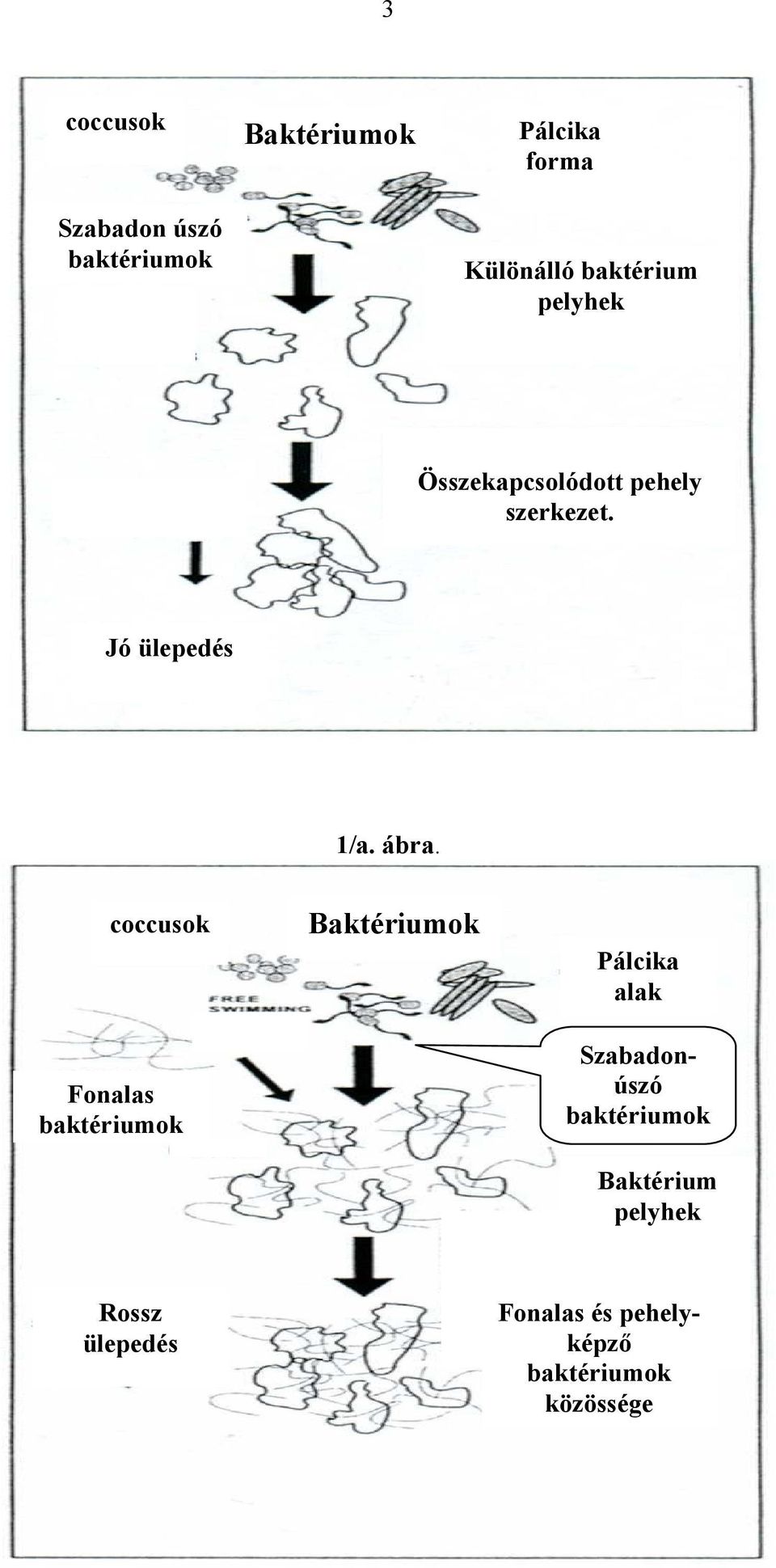 coccusok Fonalas baktériumok Baktériumok Pálcika alak Szabadonúszó