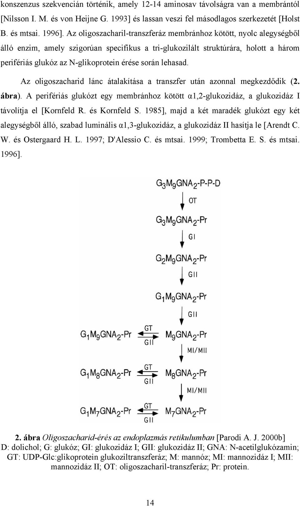 lehasad. Az oligoszacharid lánc átalakítása a transzfer után azonnal megkezdődik (2. ábra). A perifériás glukózt egy membránhoz kötött α1,2-glukozidáz, a glukozidáz I távolítja el [Kornfeld R.