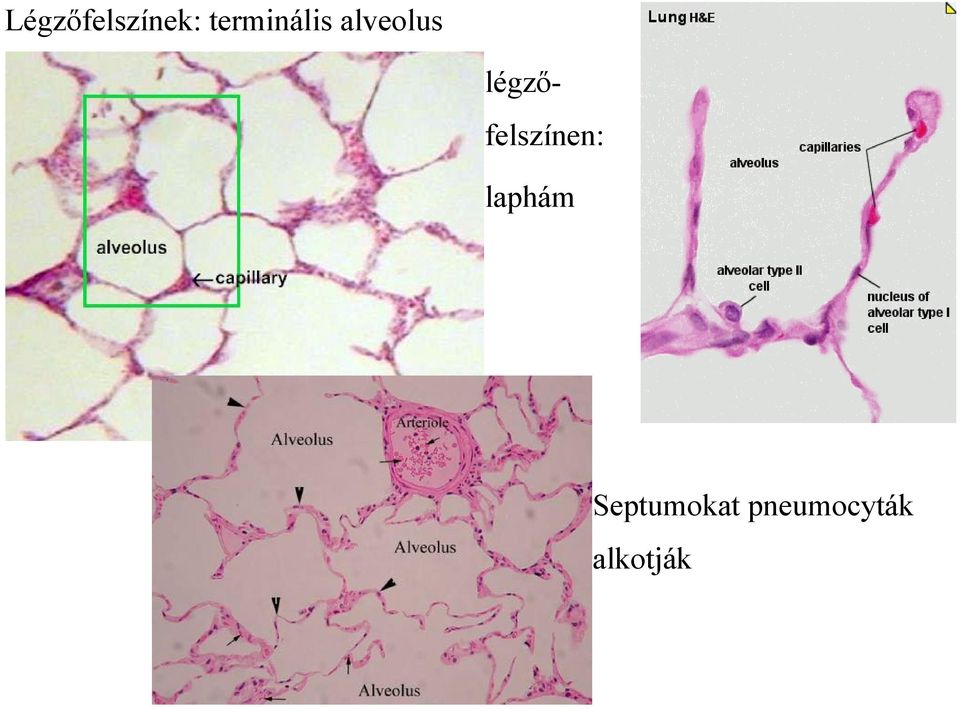 légzőfelszínen: laphám