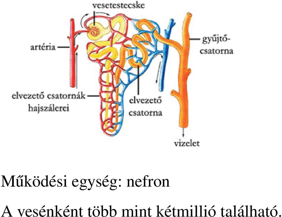 vesénként több