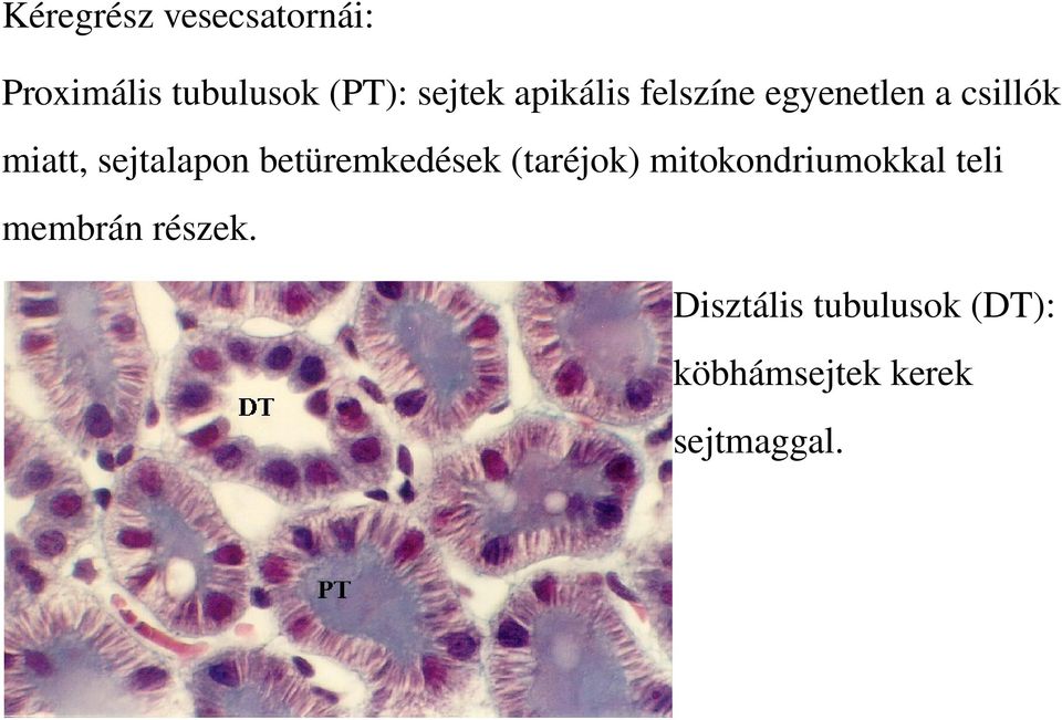 betüremkedések (taréjok) mitokondriumokkal teli membrán