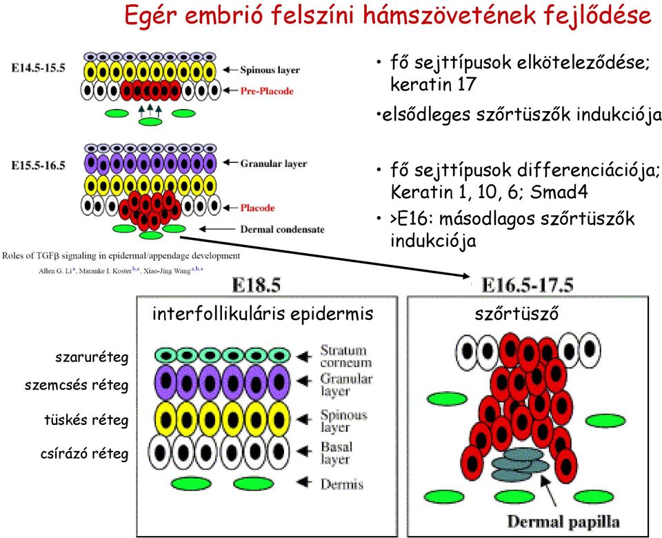 Keratin 1, 10, 6; Smad4 >E16: másodlagos szőrtüszők indukciója