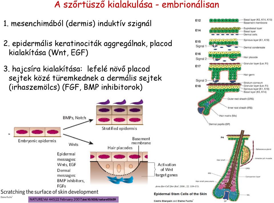 epidermális keratinociták aggregálnak, placod kialakítása (Wnt, EGF)