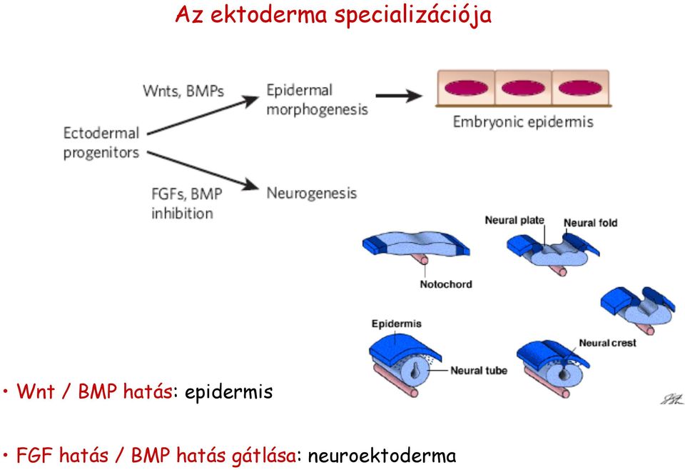 hatás: epidermis FGF