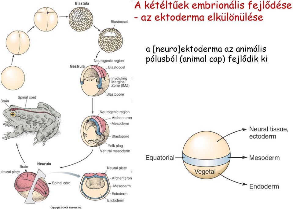 elkülönülése a [neuro]ektoderma