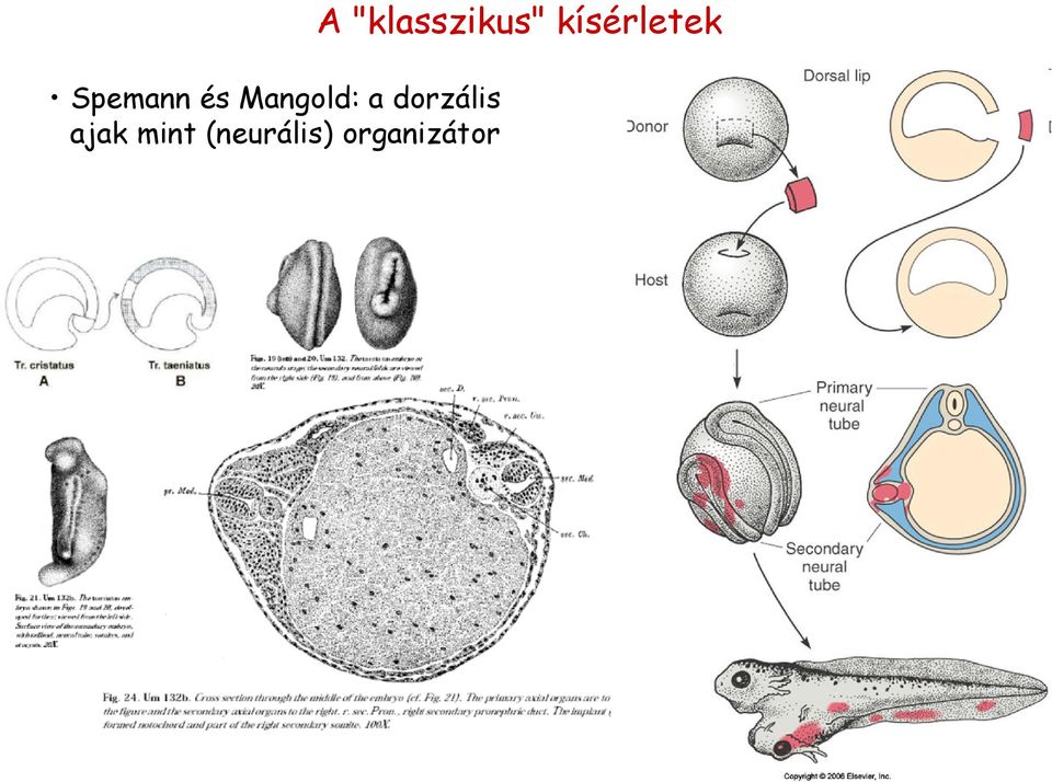 (neurális) organizátor