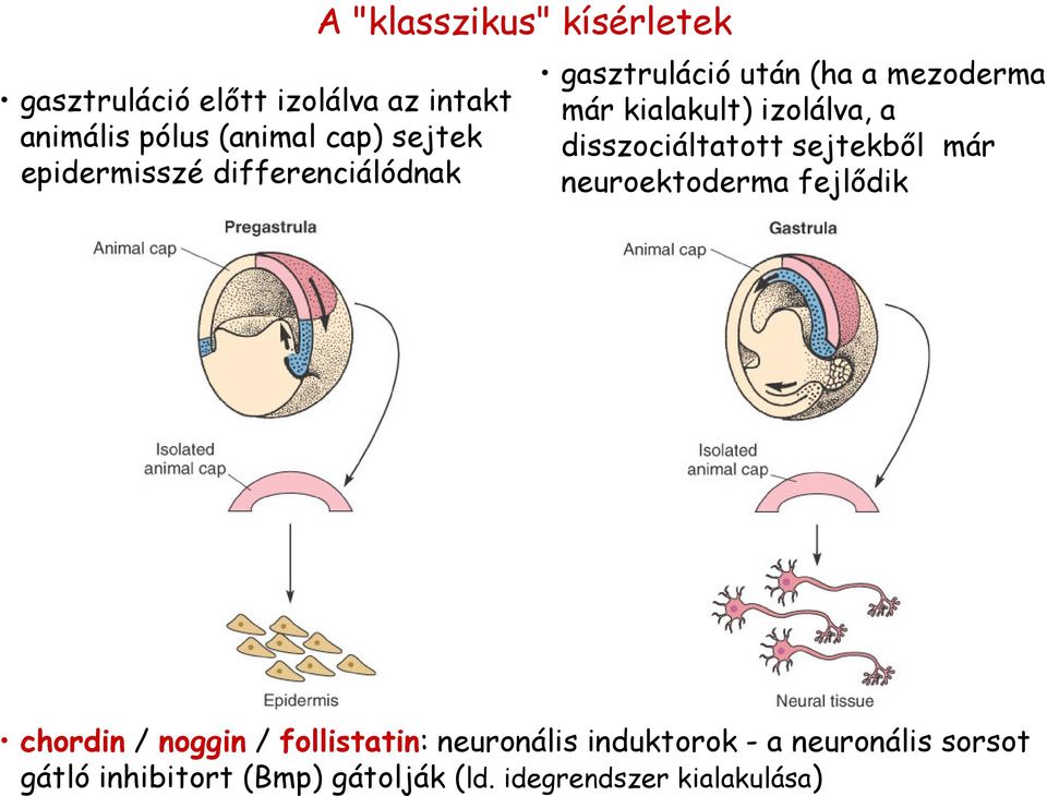 izolálva, a disszociáltatott sejtekből már neuroektoderma fejlődik chordin / noggin /