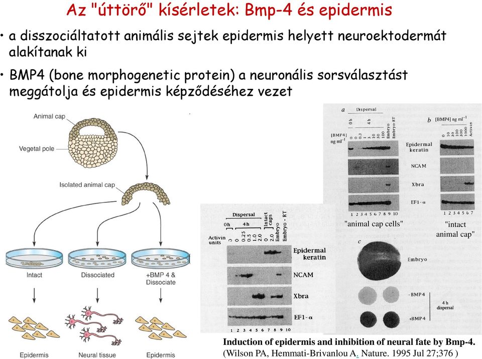 meggátolja és epidermis képződéséhez vezet "animal cap cells" "intact animal cap" Induction of