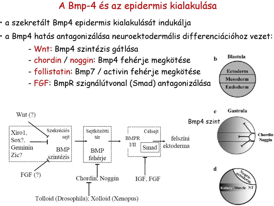 Wnt: Bmp4 szintézis gátlása - chordin / noggin: Bmp4 fehérje megkötése -