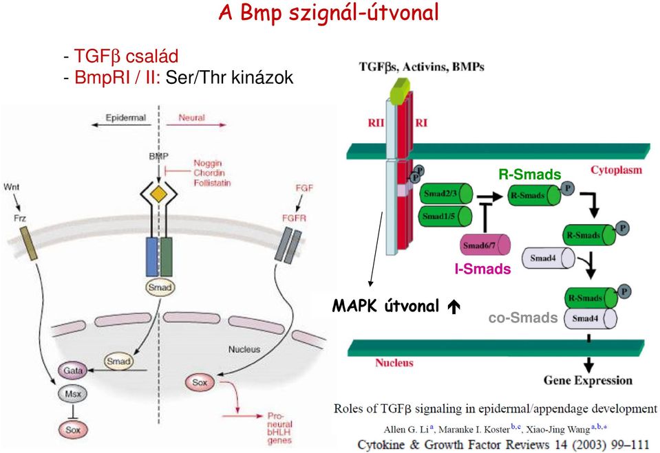 szignál-útvonal R-Smads