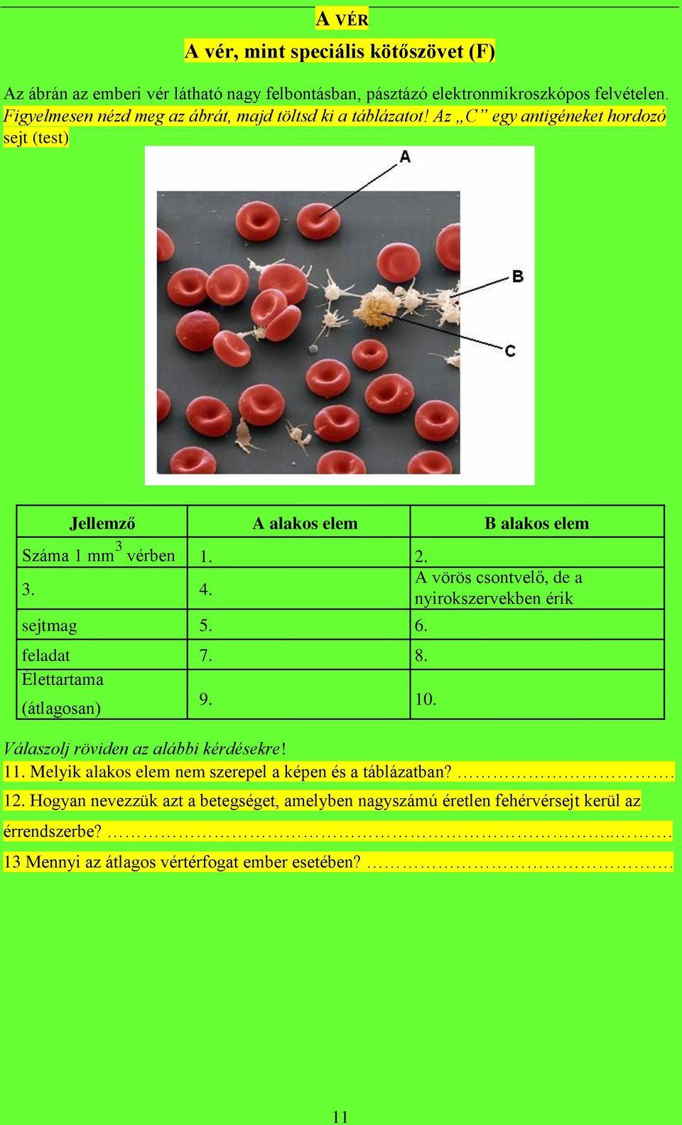 A vörös csontvelő, de a nyirokszervekben érik sejtmag 5. 6. feladat 7. 8. Élettartama (átlagosan) 9. 10. Válaszolj röviden az alábbi kérdésekre! 11.