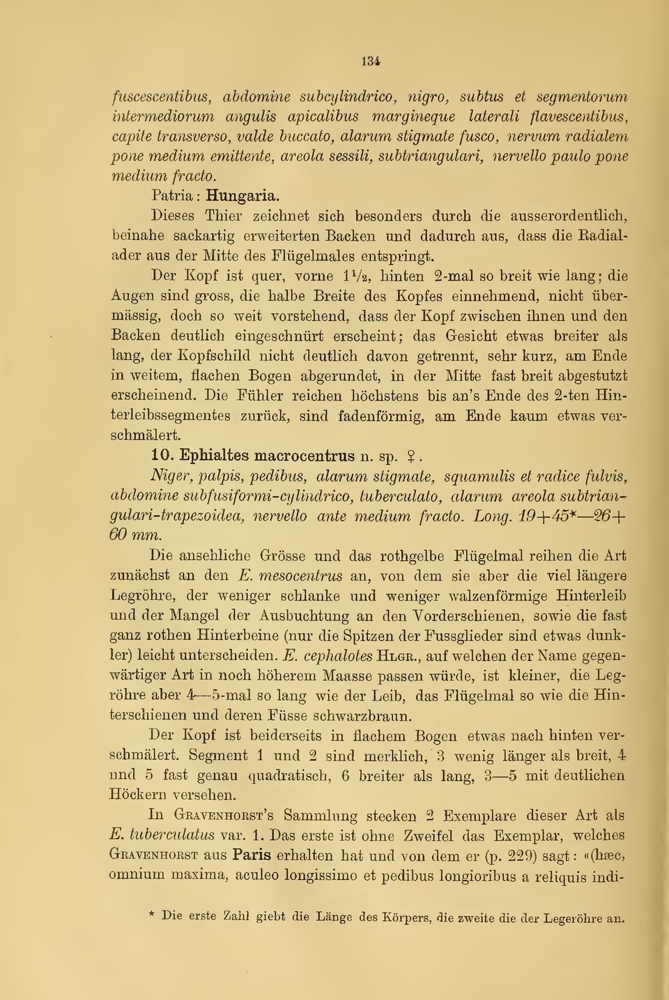 Dieses Tbier zeichnet sich besonders durch die ausserordentlich, beinahe sackartig erweiterten Backen und dadurch aus, dass die Eadialader aus der Mitte des Flügelmales entspringt.