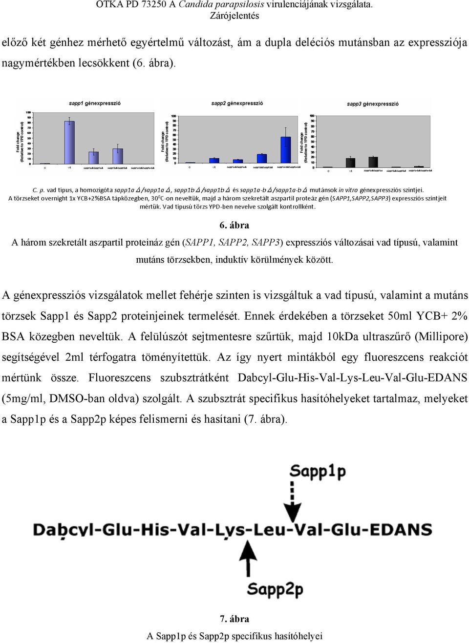 A génexpressziós vizsgálatok mellet fehérje szinten is vizsgáltuk a vad típusú, valamint a mutáns törzsek Sapp1 és Sapp2 proteinjeinek termelését.