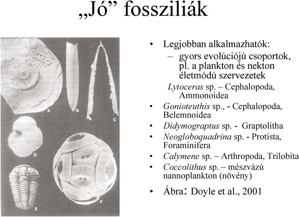 , - Cephalopoda, Belemnoidea Didymograptus sp. - Graptolitha Neogloboquadrina sp.