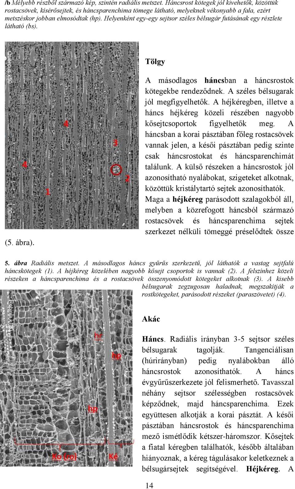 Helyenként egy-egy sejtsor széles bélsugár futásának egy részlete látható (bs). Tölgy (5. ábra). A másodlagos háncsban a háncsrostok kötegekbe rendeződnek. A széles bélsugarak jól megfigyelhetők.