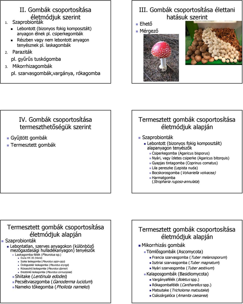 Gombák k csoportosítá termeszthetőségük k szerint Gyűjt jtött tt gombák Termesztett gombák Termesztett gombák k csoportosítá életmódjuk alapján Szaprobionták Lebontott (bizonyos fokig komposztált)