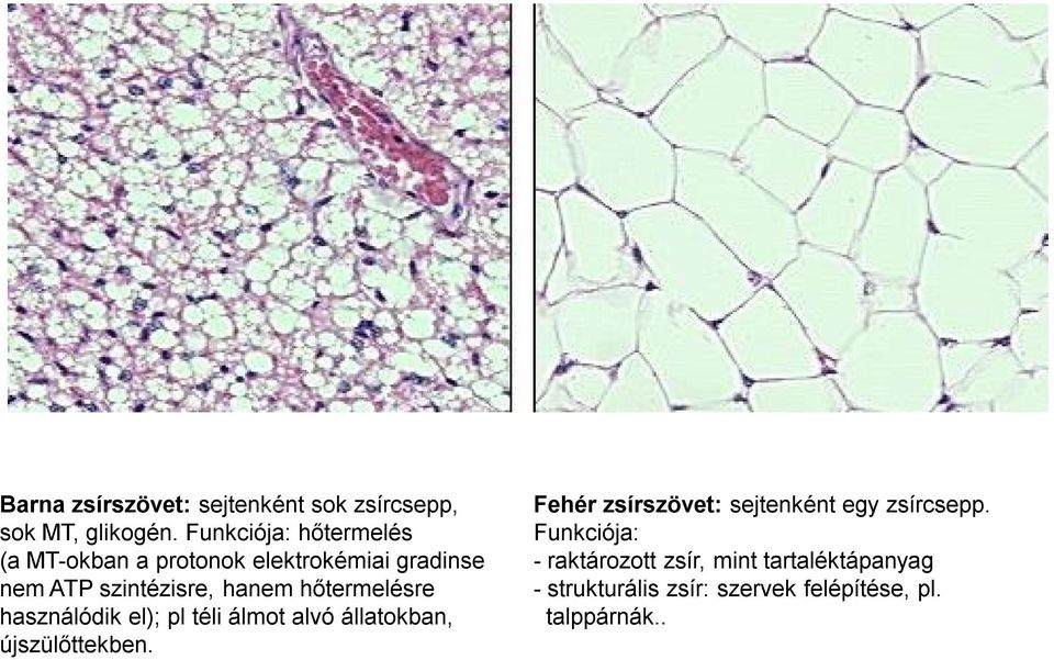 hőtermelésre használódik el); pl téli álmot alvó állatokban, újszülőttekben.