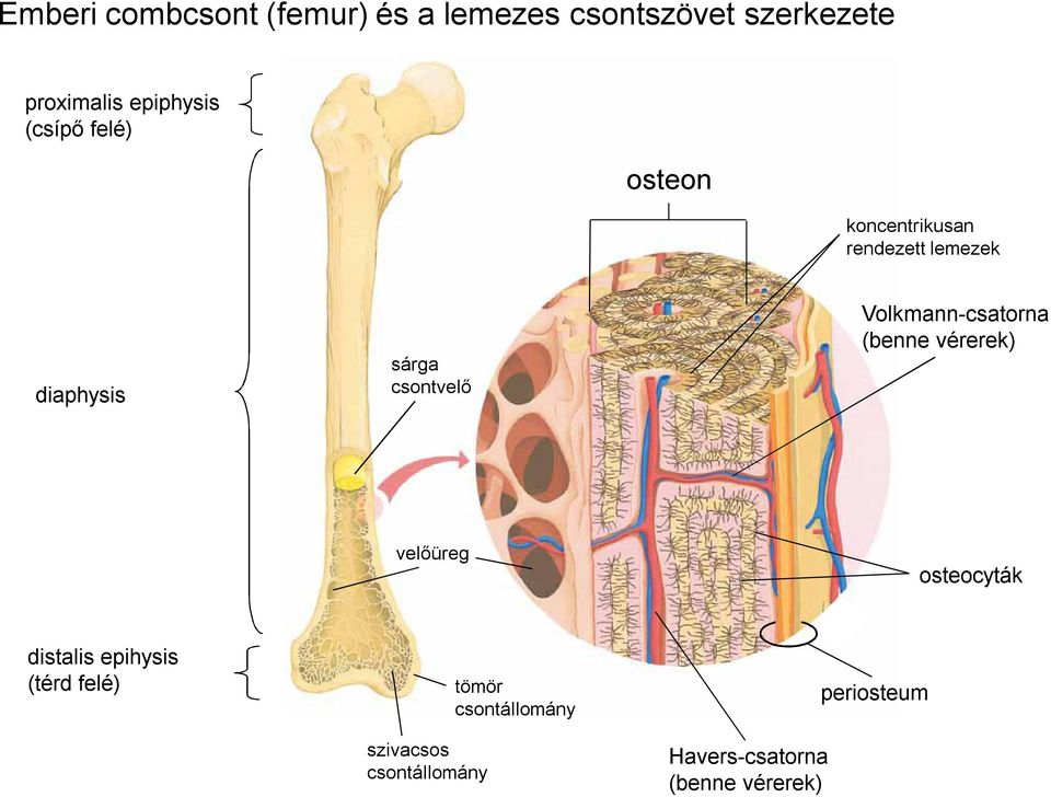 Volkmann-csatorna (benne vérerek) velőüreg osteocyták distalis epihysis (térd