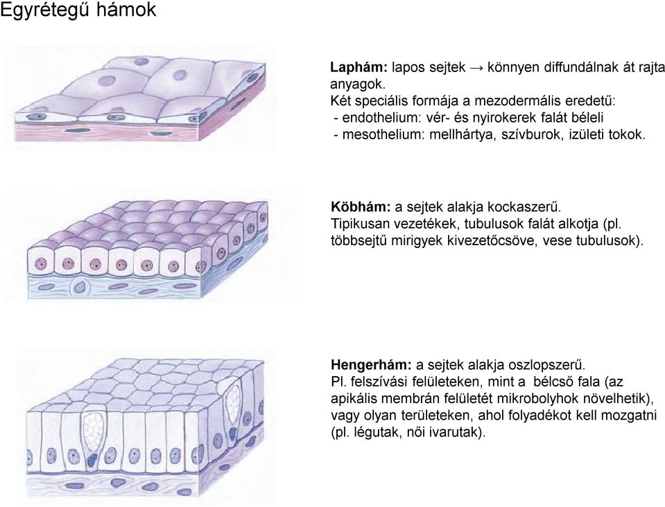 Köbhám: a sejtek alakja kockaszerű. Tipikusan vezetékek, tubulusok falát alkotja (pl. többsejtű mirigyek kivezetőcsöve, vese tubulusok).
